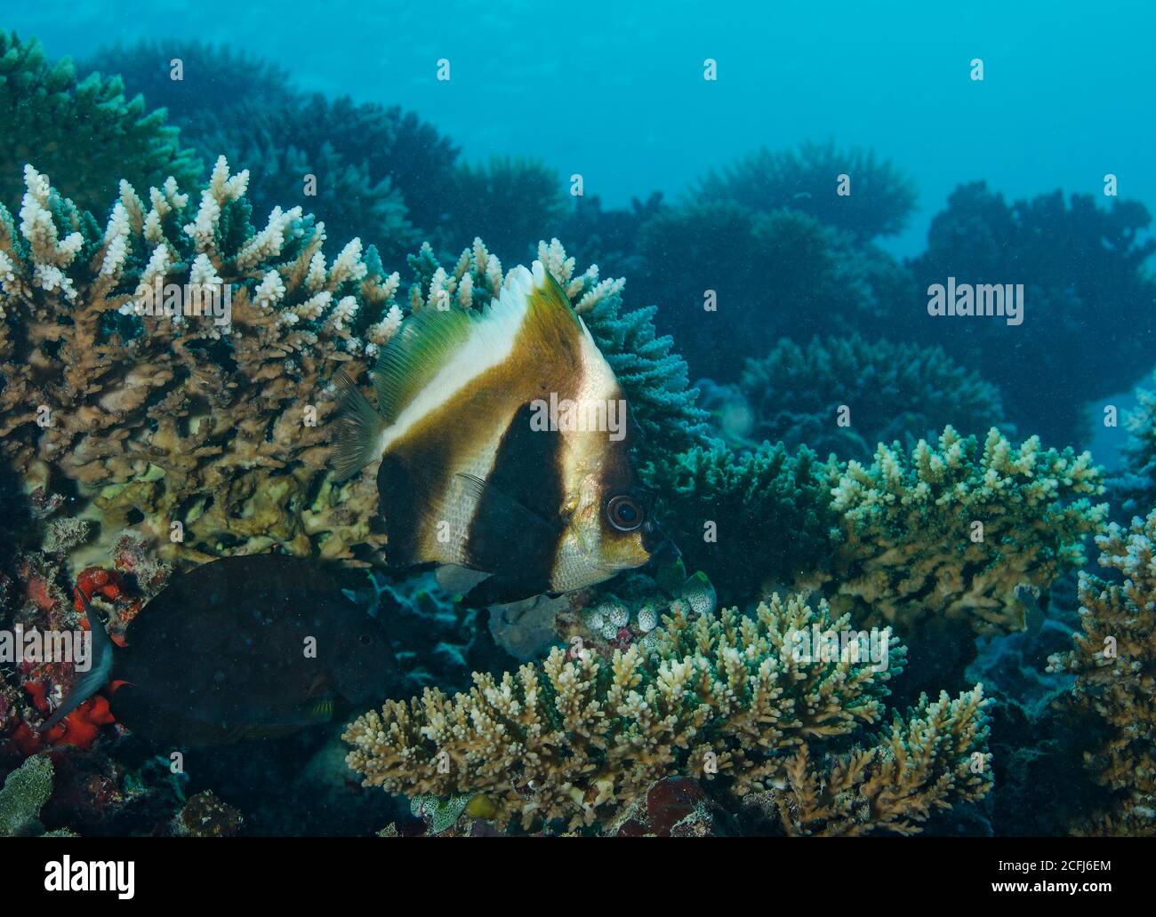 Phantom Bannerfish, Heniochus Pleurotaenia, sulla barriera corallina, Bathala, Maldive Foto Stock