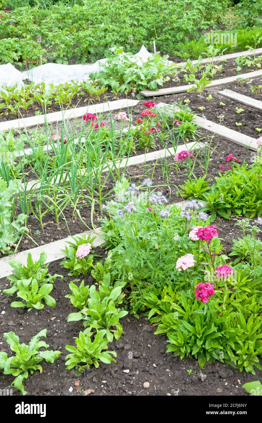 Fiori e verdure diverse su una toppa primaverile da giardino. Vitamine sano biologico homegrown primavera organico - immagine stock Foto Stock
