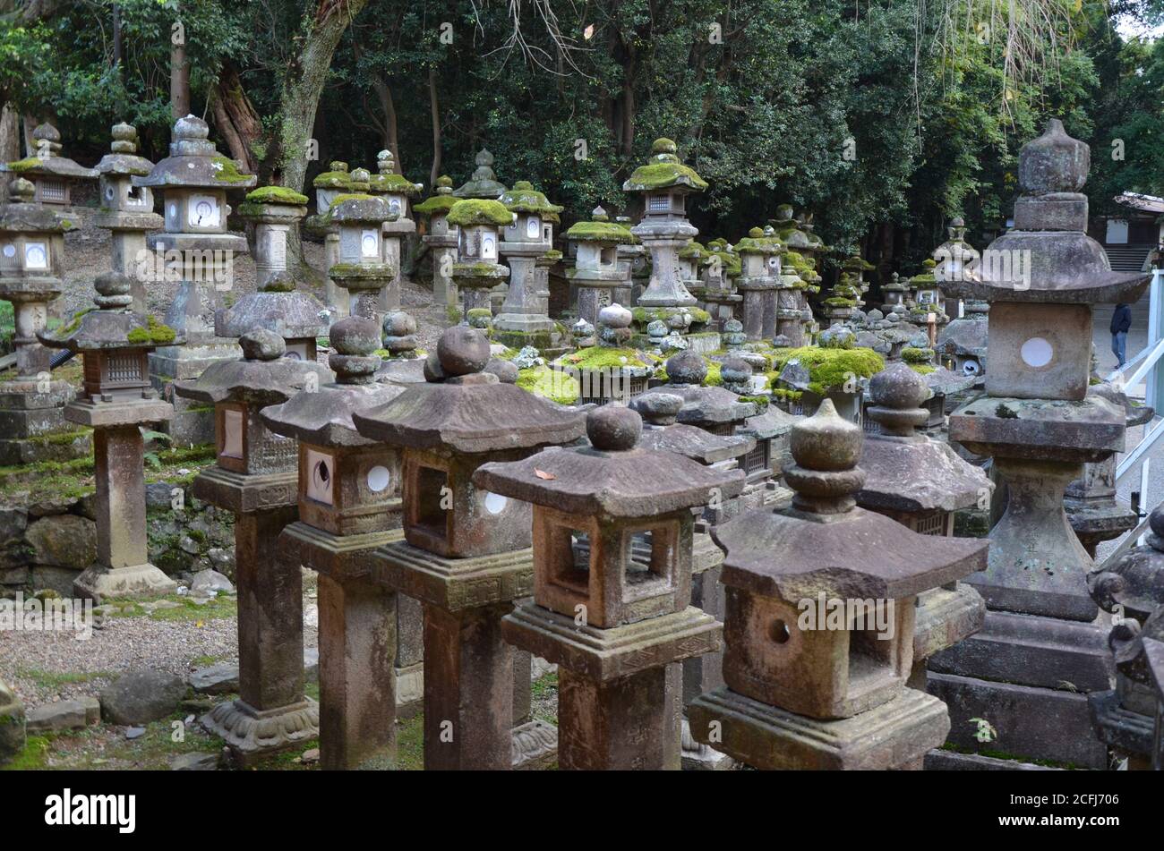 Lanterne di pietra con muschio a Kasuga Taisha nel santuario, Nara, Giappone Foto Stock