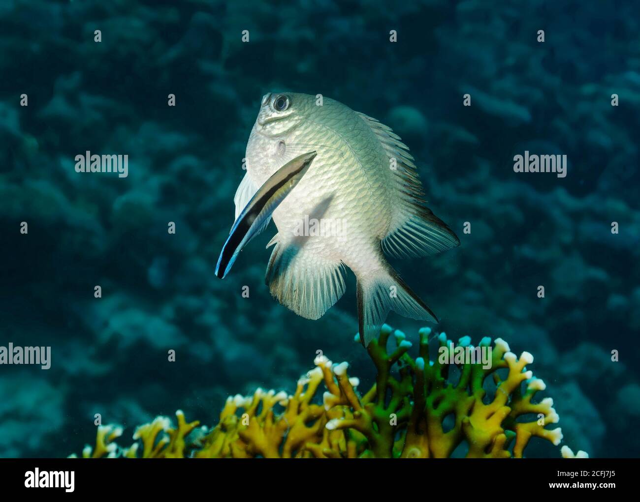 Pesce di amazzone di pancia, amblyglyphidodon leucogaster, con Bluestreak cleaner wrasse, Labroides dimidiatus, Hamata, Mar Rosso, Egitto Foto Stock