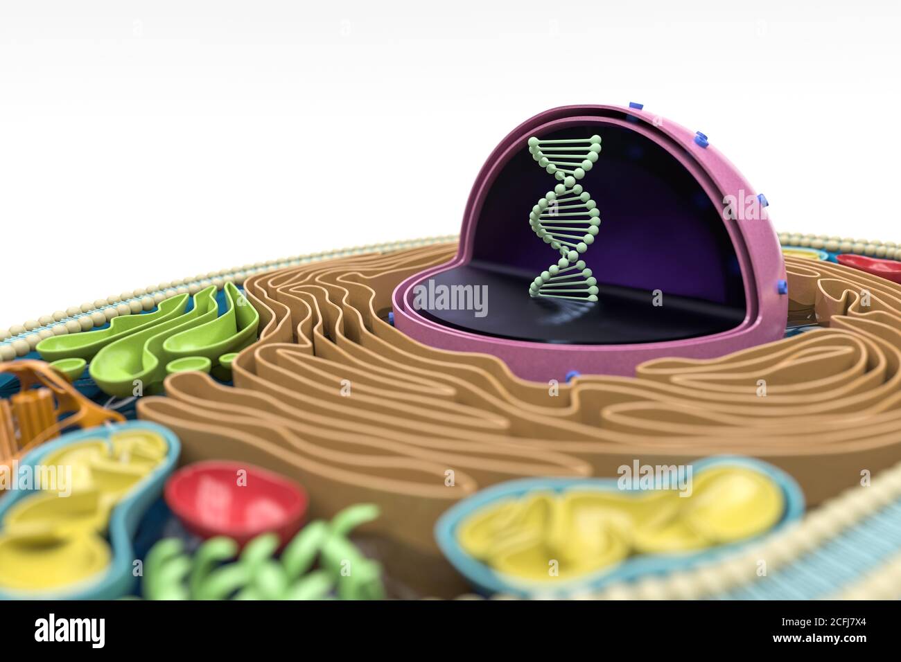 Rendering 3D della sezione trasversale delle cellule umane, anatomia colorata dettagliata, sfondo bianco, concentrazione sul DNA nel nucleo Foto Stock