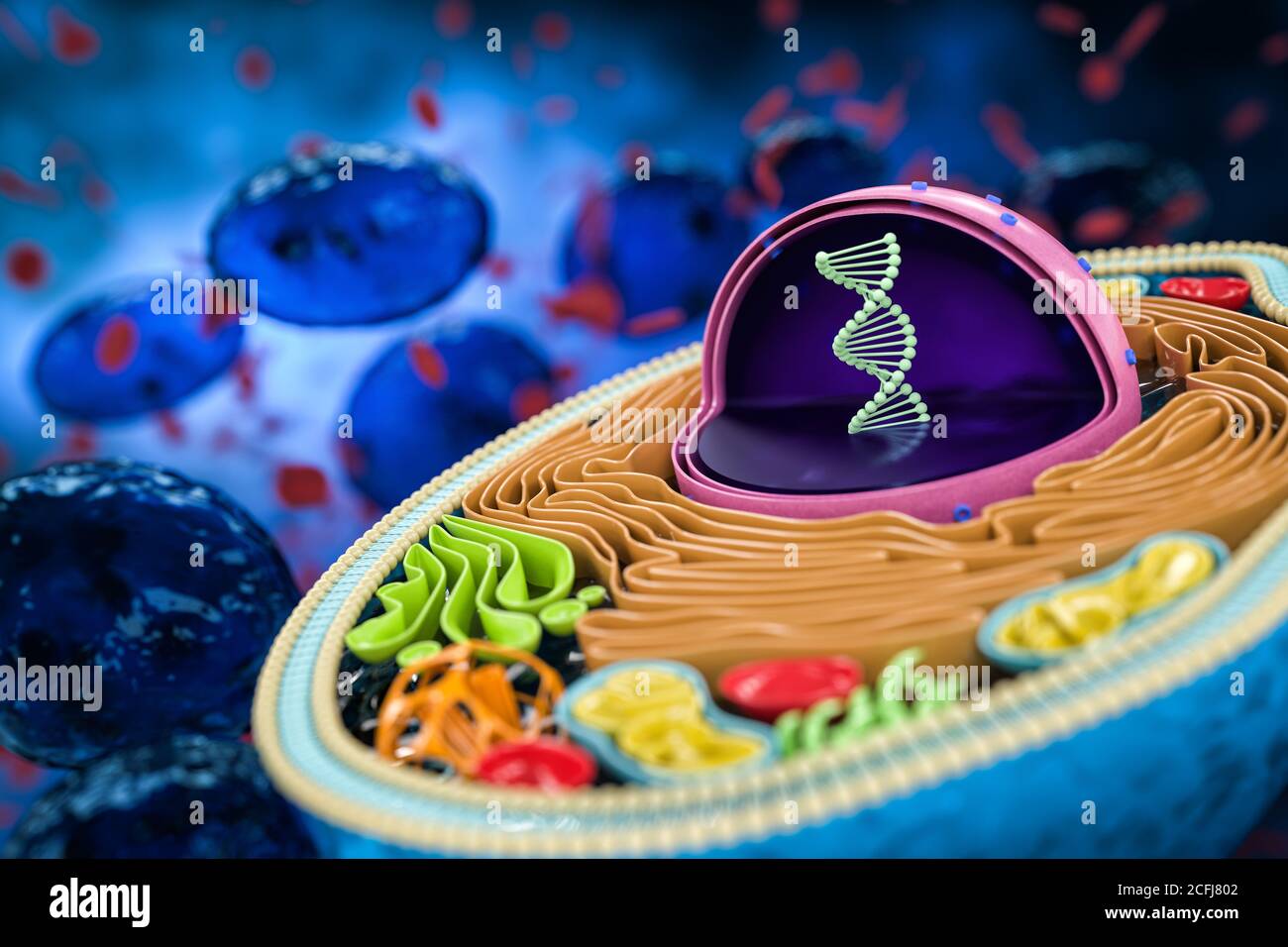 Rendering 3D della sezione trasversale delle cellule umane, anatomia colorata dettagliata, sfondo blu scuro, concentrazione sul DNA nel nucleo Foto Stock