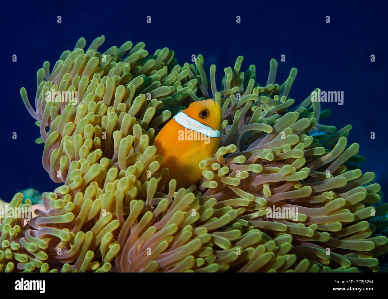 Maldive anemonefish, anfibio nigripes, in magnifico anenome, isola di Bathala, atollo di Ari, Maldive Foto Stock