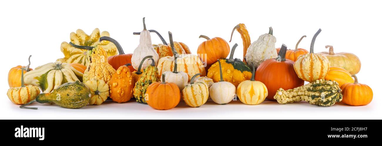 Molte e diverse varietà di zucche isolati su sfondo bianco, Halloween o giorno del Ringraziamento concept Foto Stock