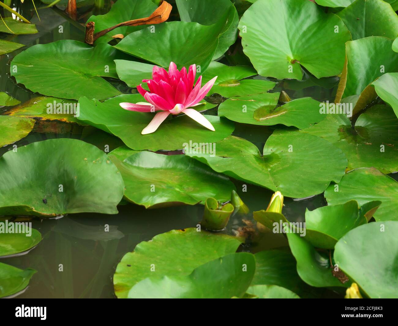 Primo piano su foglie di giglio d'acqua con un fiore di giglio d'acqua sullo sfondo Foto Stock