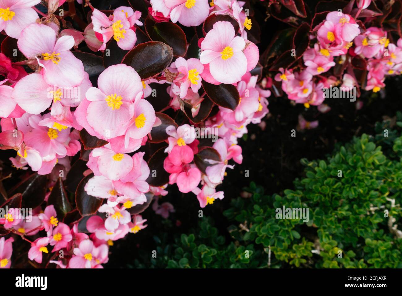 Fiori rosa e una siepe verde Foto Stock