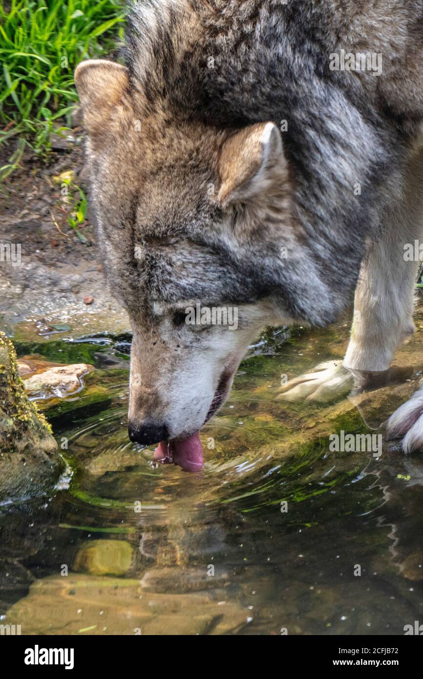 Paesi Bassi, Kerkrade, GaiaZoo, lupo grigio/grigio (Canis lupus). Foto Stock
