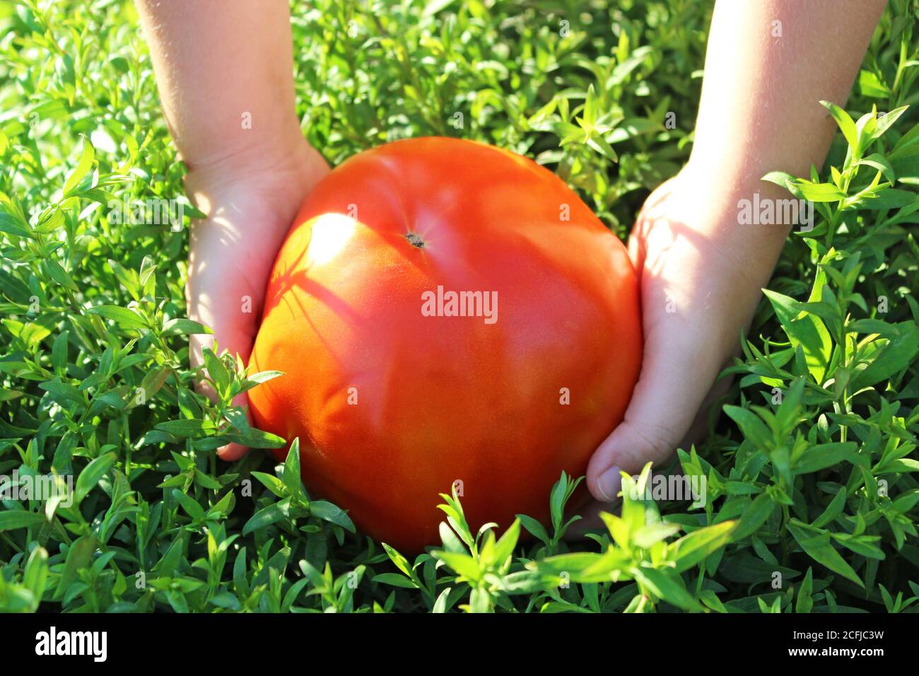 il bambino raccoglie un pomodoro grande Foto Stock