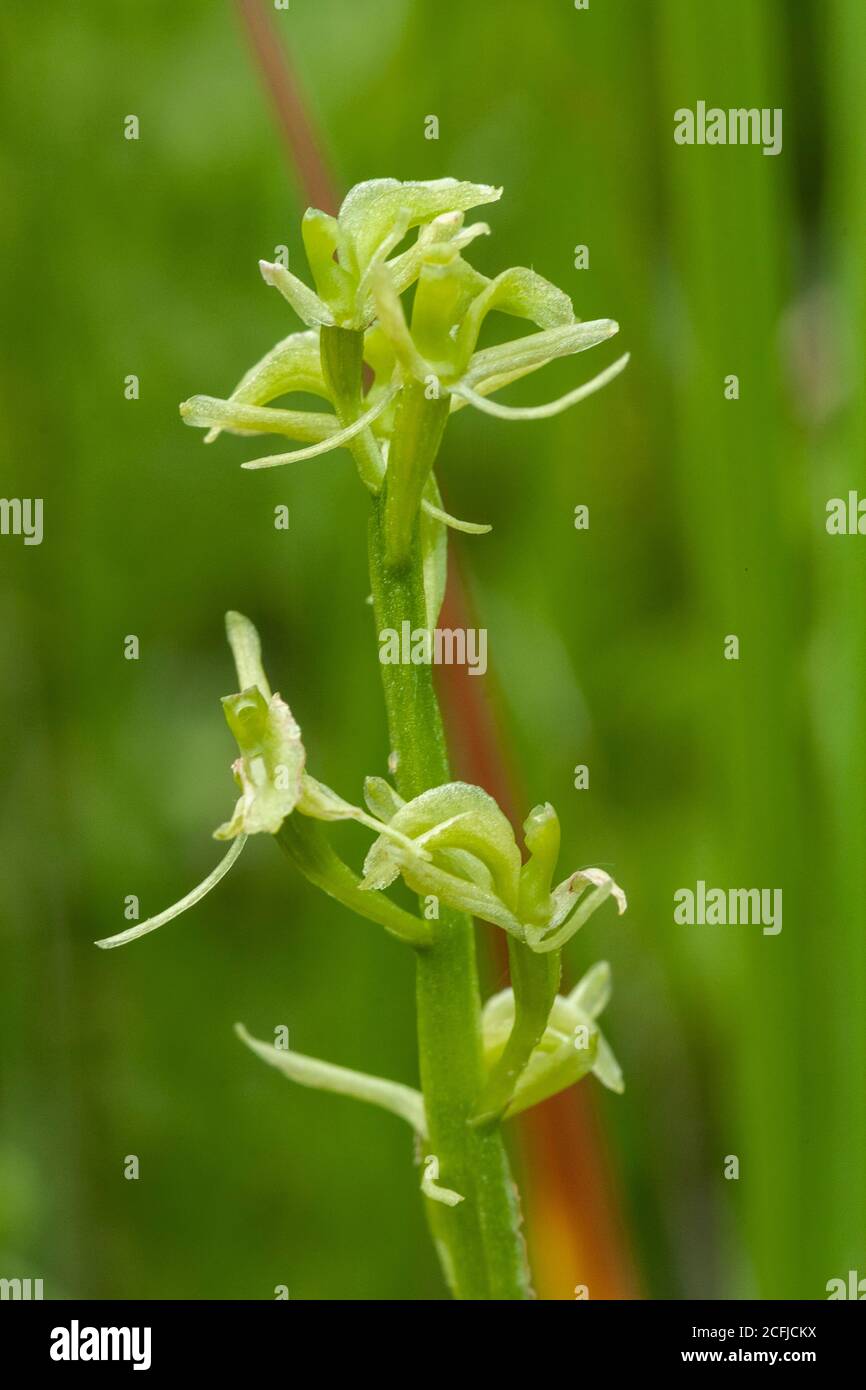 Fen Orchid, Upton, (Liparis loeselii) fioritura a Norfolk Broads, Regno Unito, 13 giugno 2007 Foto Stock