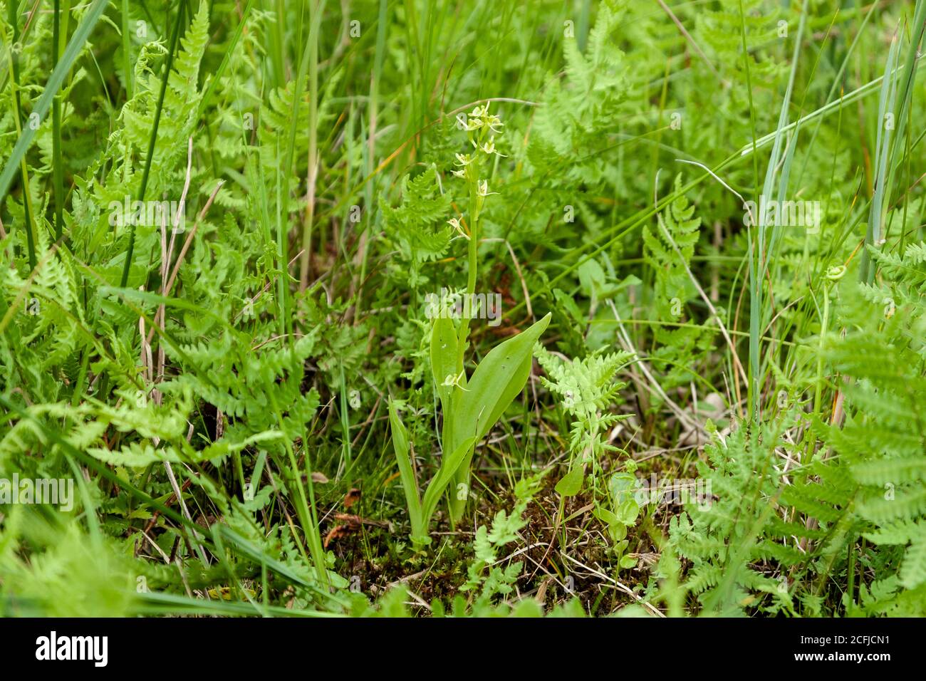 Fen Orchid, Upton, (Liparis loeselii) fioritura a Norfolk Broads, Regno Unito, 13 giugno 2007 Foto Stock