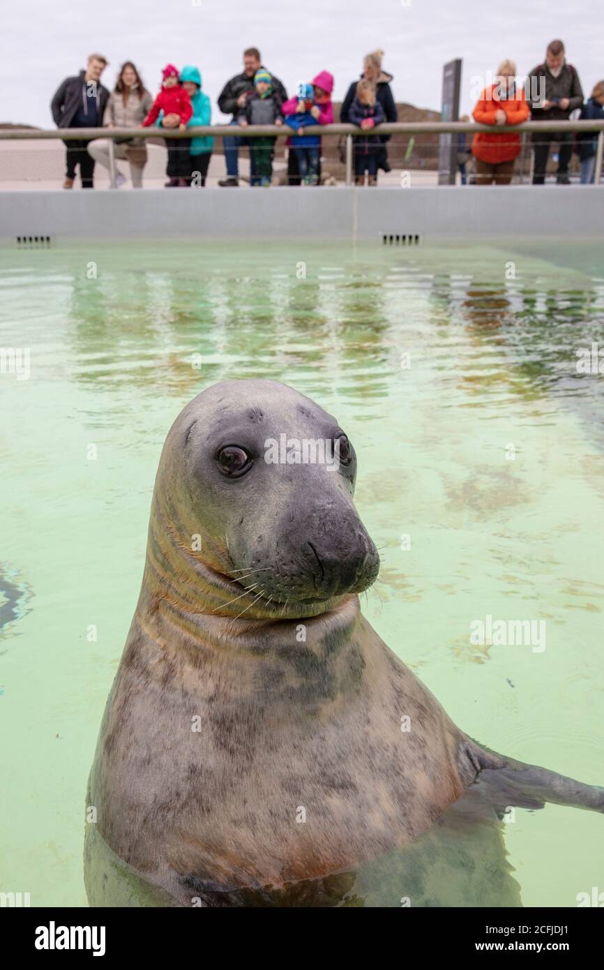Paesi Bassi, Isola di Texel, De Koog. Ecomare, Centro informazioni per il Mare di Wadden e Mare del Nord, museo di storia naturale e di suggelli e porpoise santtua Foto Stock