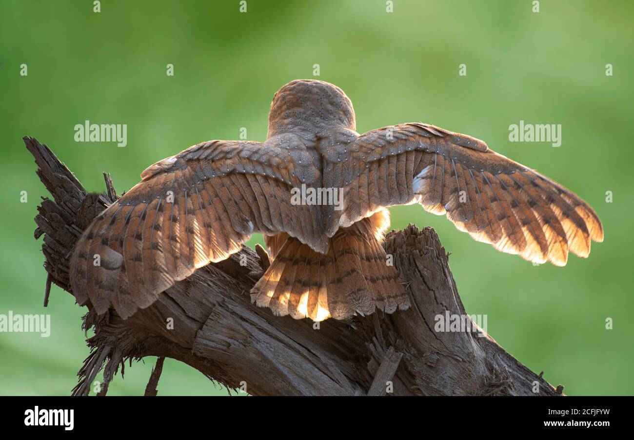 Fienile Owl in fauna selvatica Foto Stock