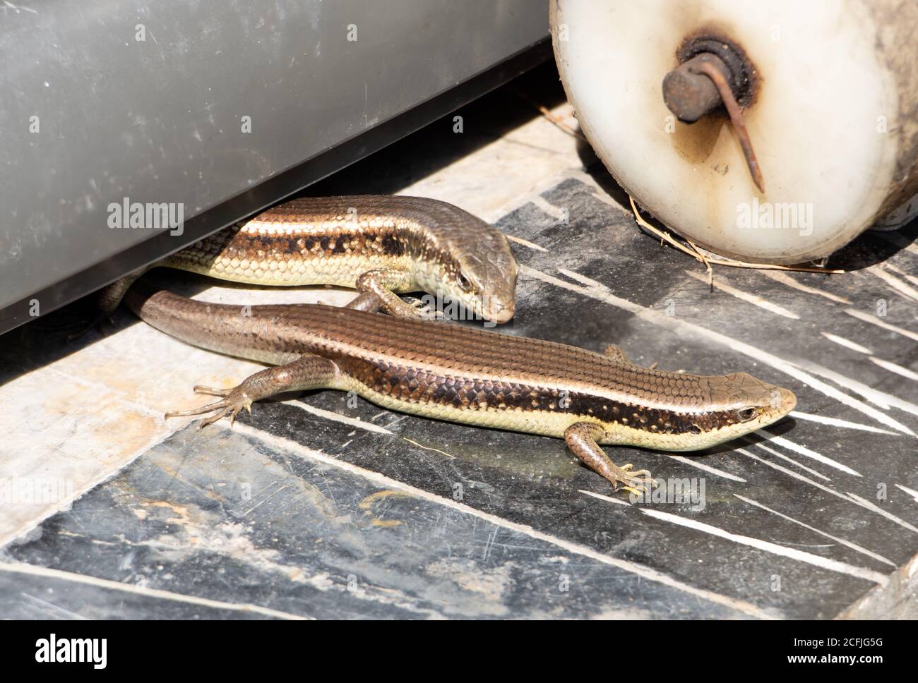 Un paio di rettili vivono sul cortile della casa tra le cose antiche, Thailandia. Sun Skink, Scincidae, vive nel luogo di deposito. Foto Stock