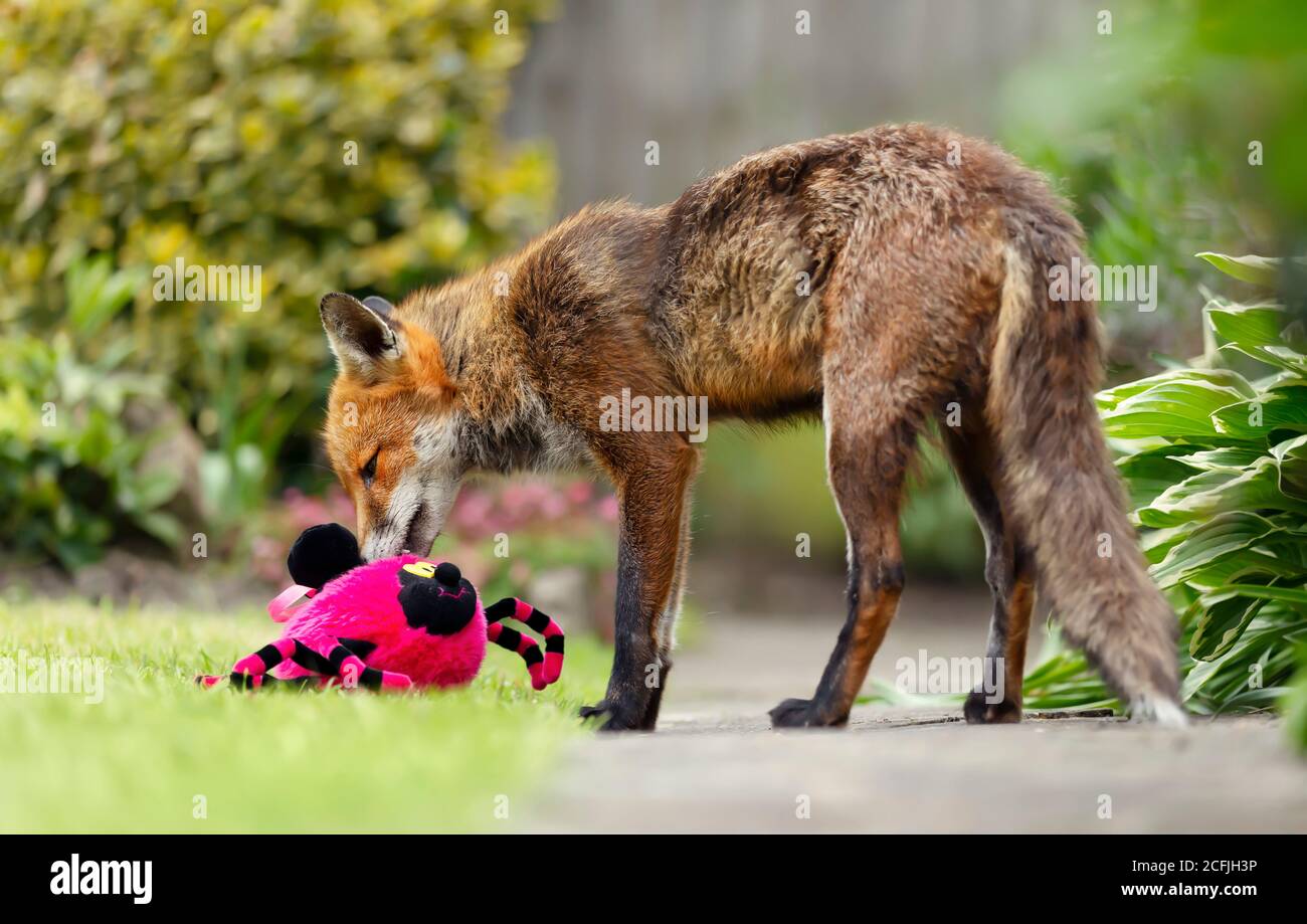 Primo piano di una volpe rossa (Vulpes vulpes) che gioca con un ragno giocattolo morbido in un giardino, Regno Unito. Foto Stock