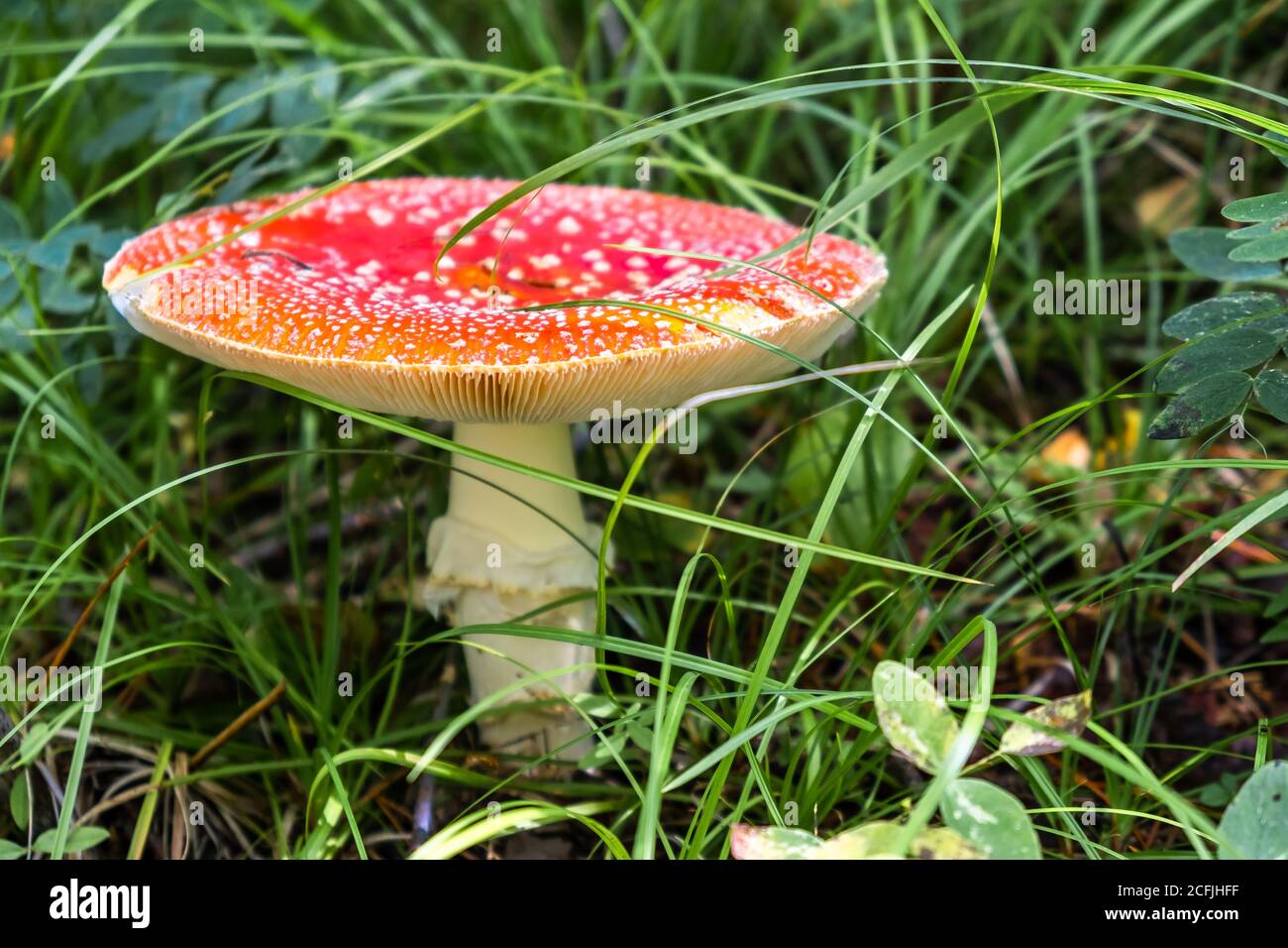 Un fungo Amanita muscaria adulto con cappello aperto, tra l'erba verde nella foresta autunnale in una giornata di sole. Messa a fuoco selettiva. Spazio per il testo. Foto Stock