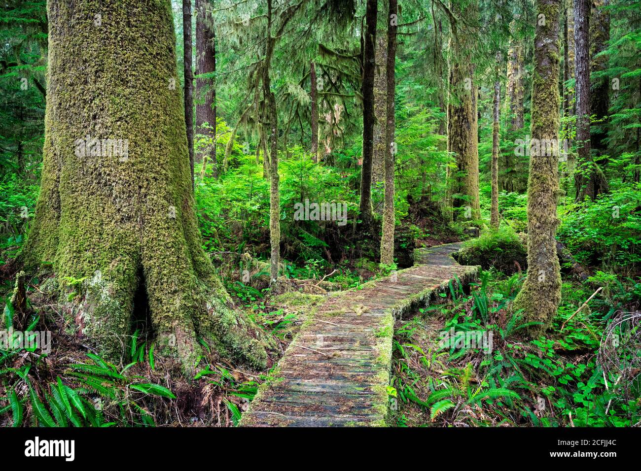 Passerella in legno circondata dal verde nel Carmanah Walbran Provincial Park, Canada Foto Stock