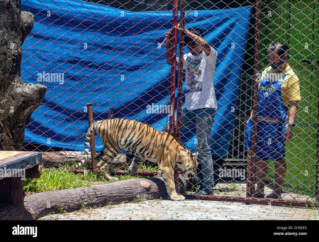 SAMUT PRAKAN, THAILANDIA, 28 2020 LUGLIO, allevatori aprire una gabbia all'aperto con una tigre giovane. Foto Stock