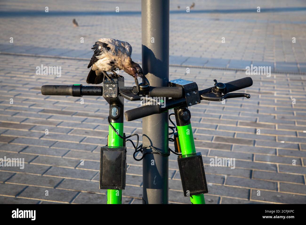 Un solo corvo che guida uno scooter elettrico Foto Stock