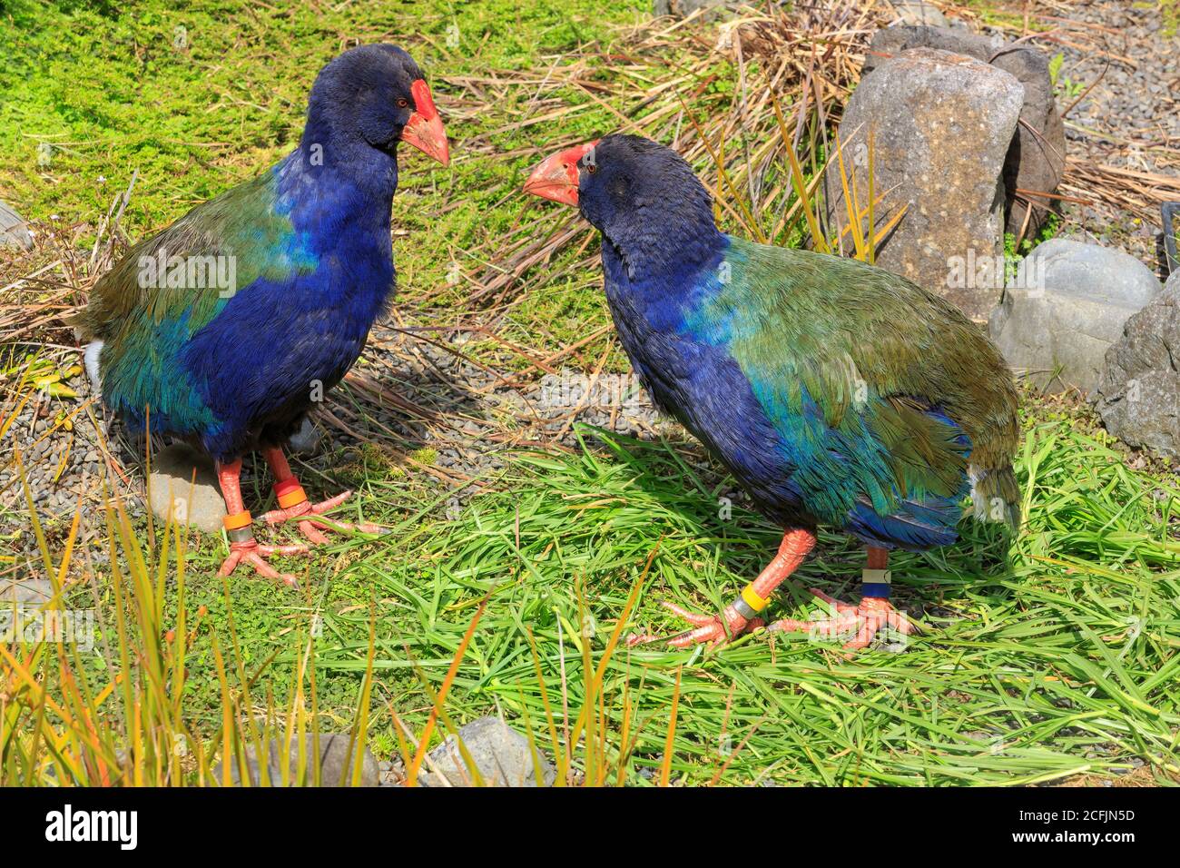 Un paio di uccelli takahe, in pericolo di volo senza luce con impressionante piumaggio blu e verde trovato solo in Nuova Zelanda Foto Stock