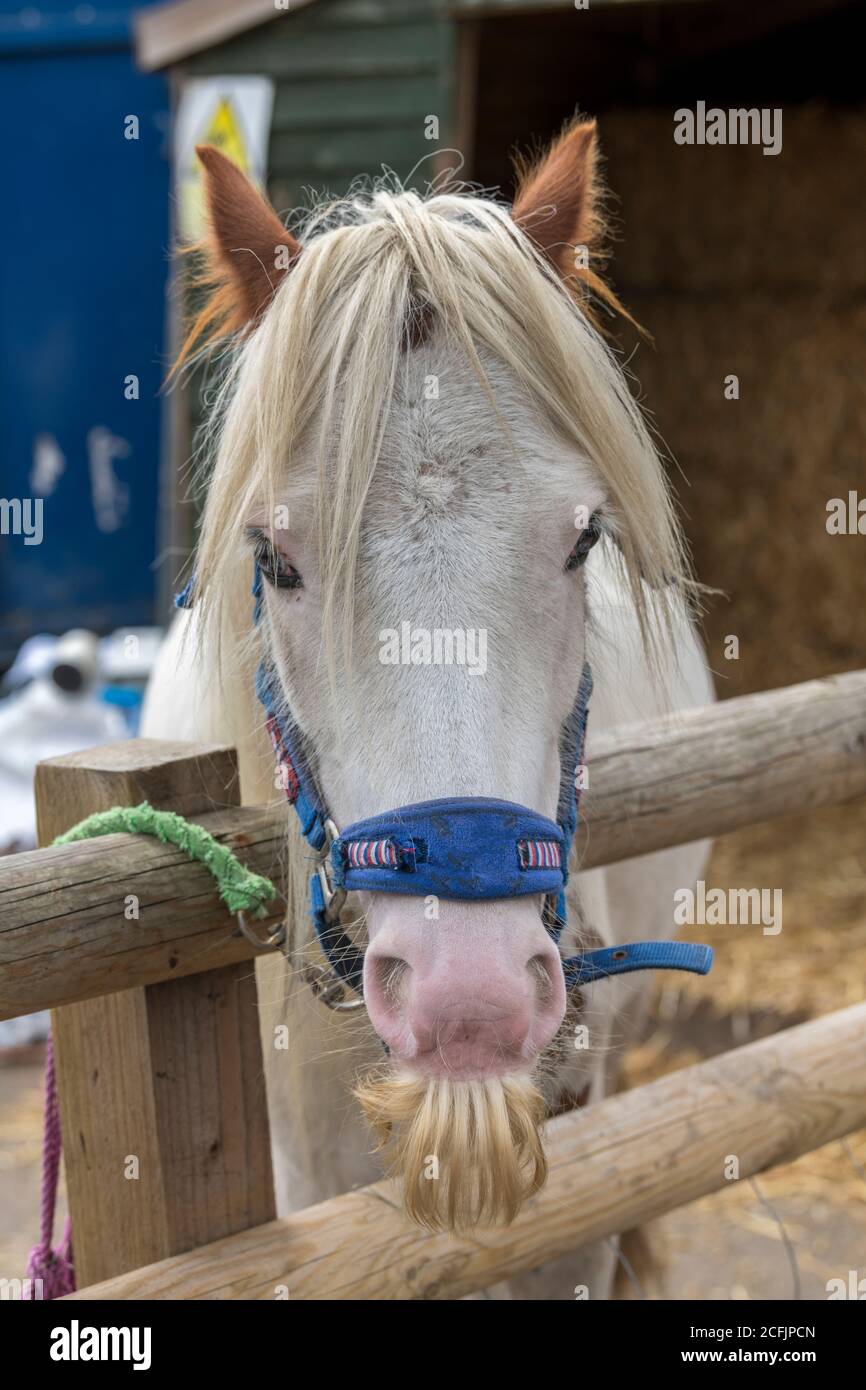 Un colpo alla testa di un Welsh Cob stallone cerca su una recinzione. Foto Stock