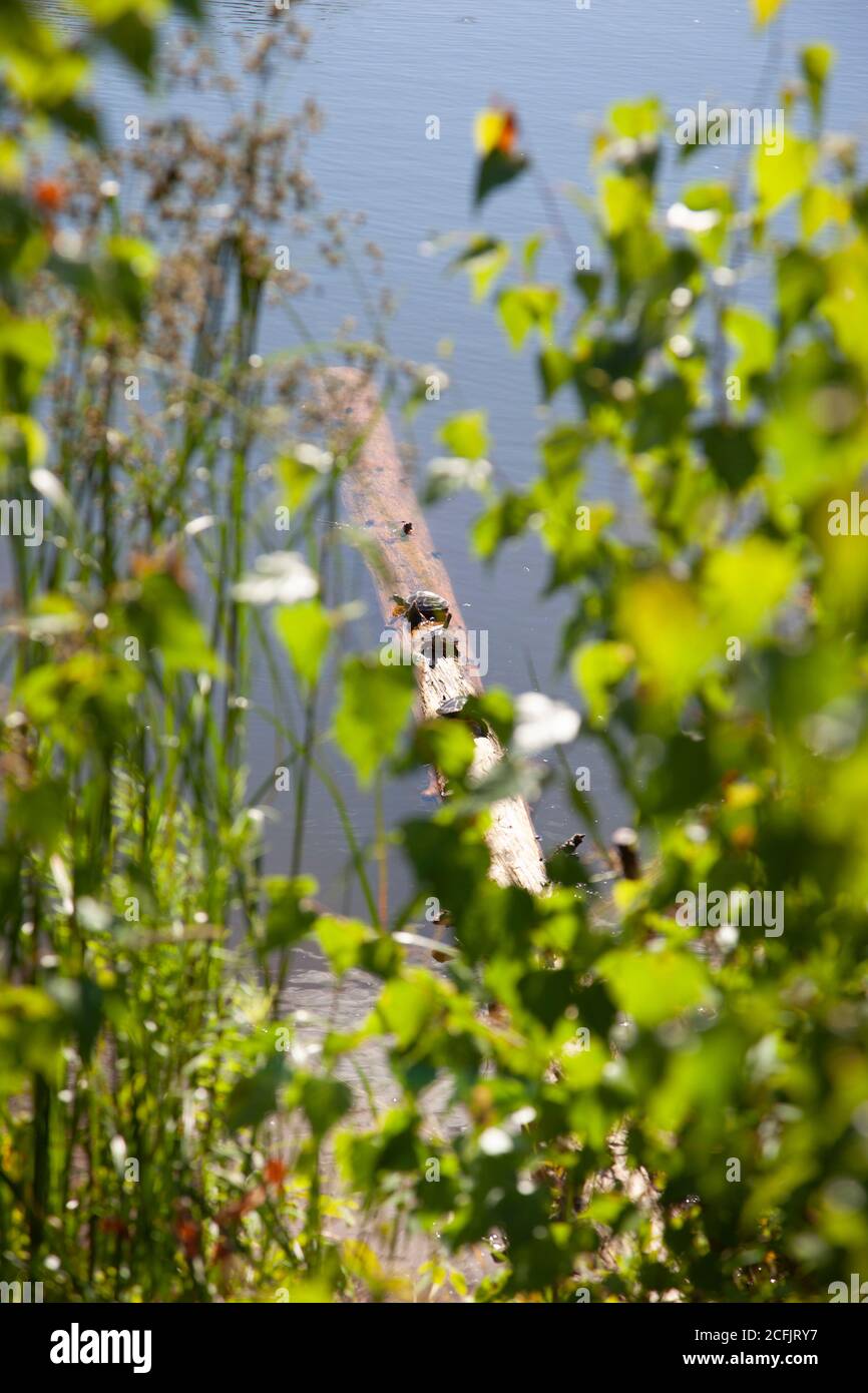 foto verticale delle tartarughe su un tronco in un soleggiato stagno Foto Stock