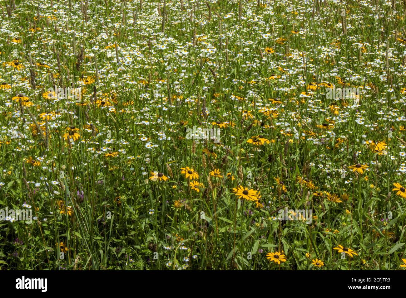 I fiori selvatici dei prati, tra cui Susan dagli occhi neri e Daisy Fleabane, crescono naturalmente in un prato estivo selvaggio sulle Pocono Mountains della Pennsylvania. Foto Stock