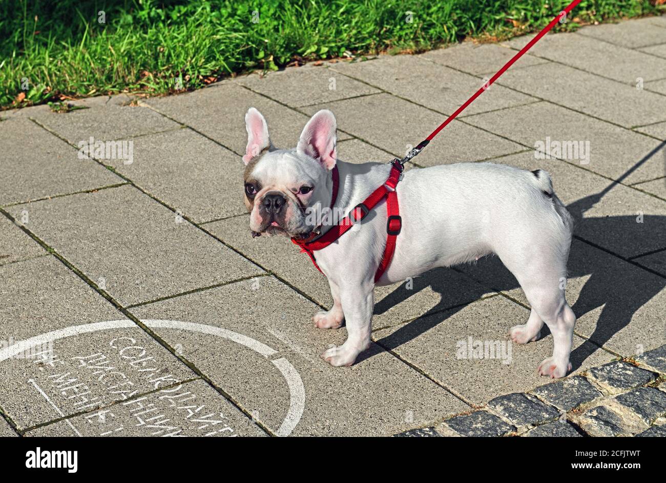 Bulldog francese nel parco accanto all'iscrizione 'Maintain distance of almeno 1.5 metri durante la pandemia di coronavirus (covid-19) Foto Stock