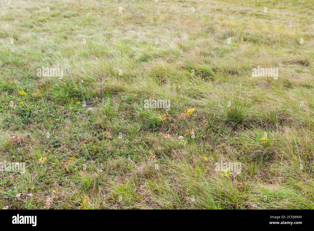 Pascolo con piante selvatiche fiorite ed erba Foto Stock