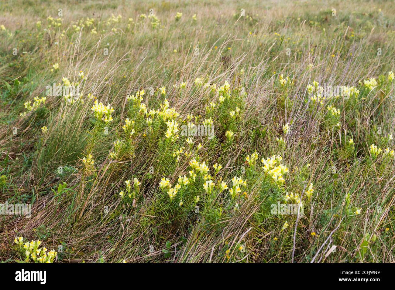 Comune toadflax Linaria vulgaris che cresce sul pascolo vicino Koveskal, Ungheria Foto Stock