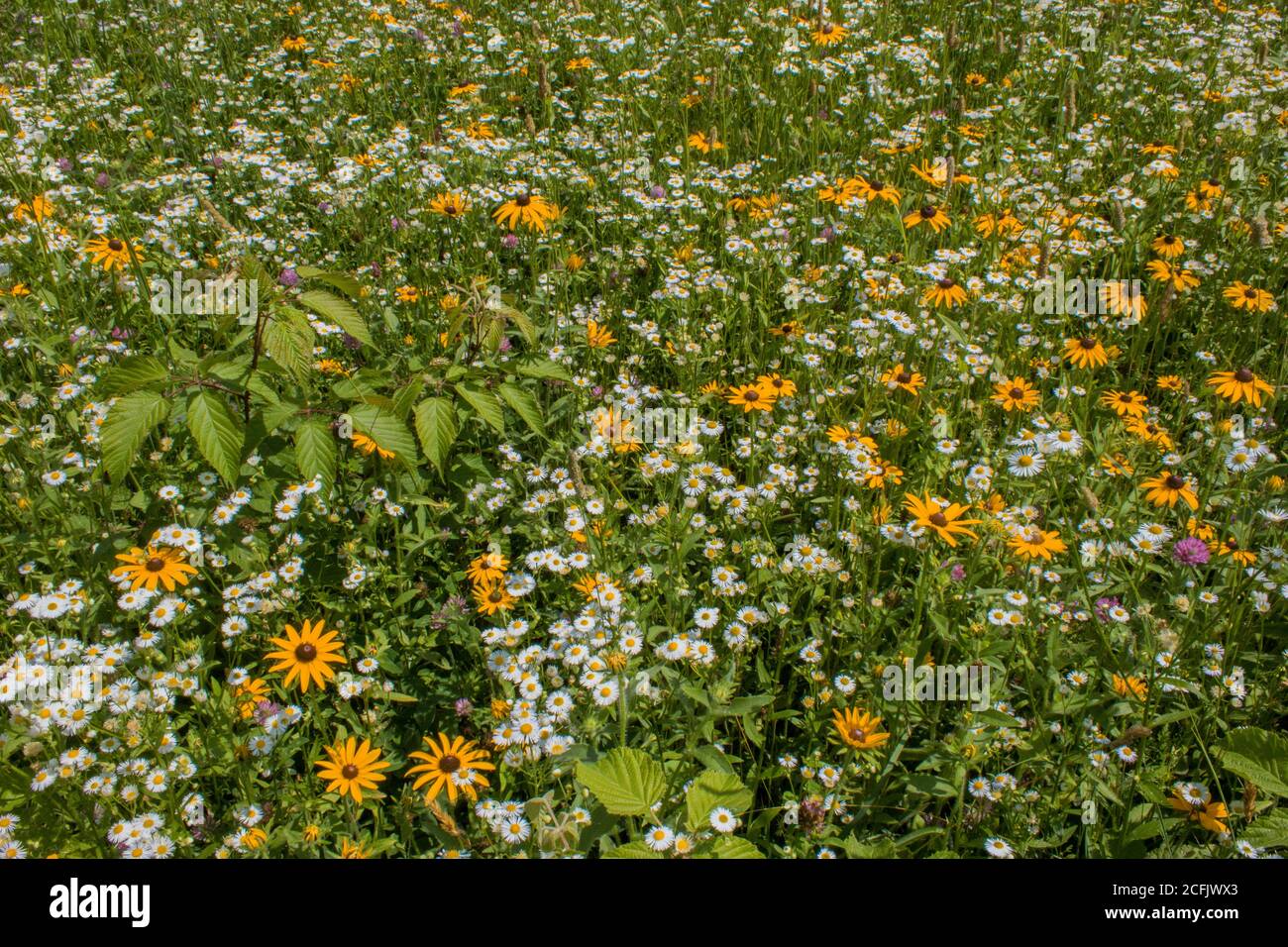 I fiori selvatici dei prati, tra cui Susan dagli occhi neri e Daisy Fleabane, crescono naturalmente in un prato estivo selvaggio sulle Pocono Mountains della Pennsylvania. Foto Stock