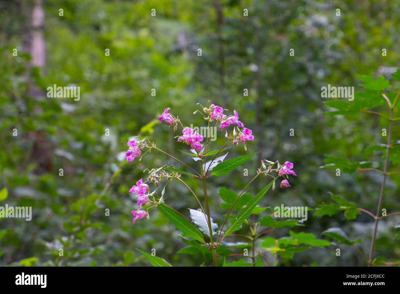 Primo piano di Himalayan Balsam, chiamato anche Impatiens glandulifera o springkraut Foto Stock