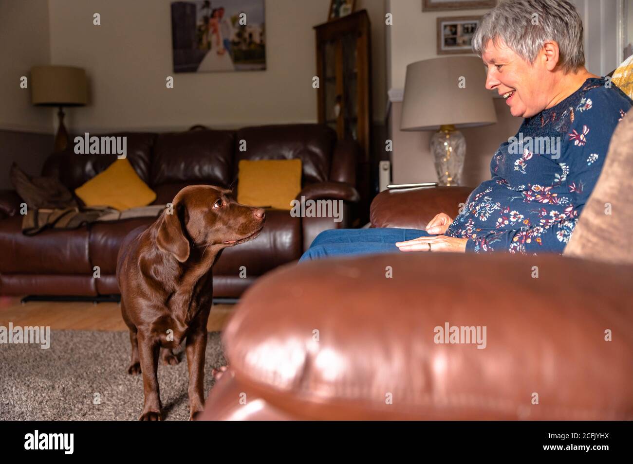 Donne anziane che giocano con labrador al cioccolato a casa. Foto Stock