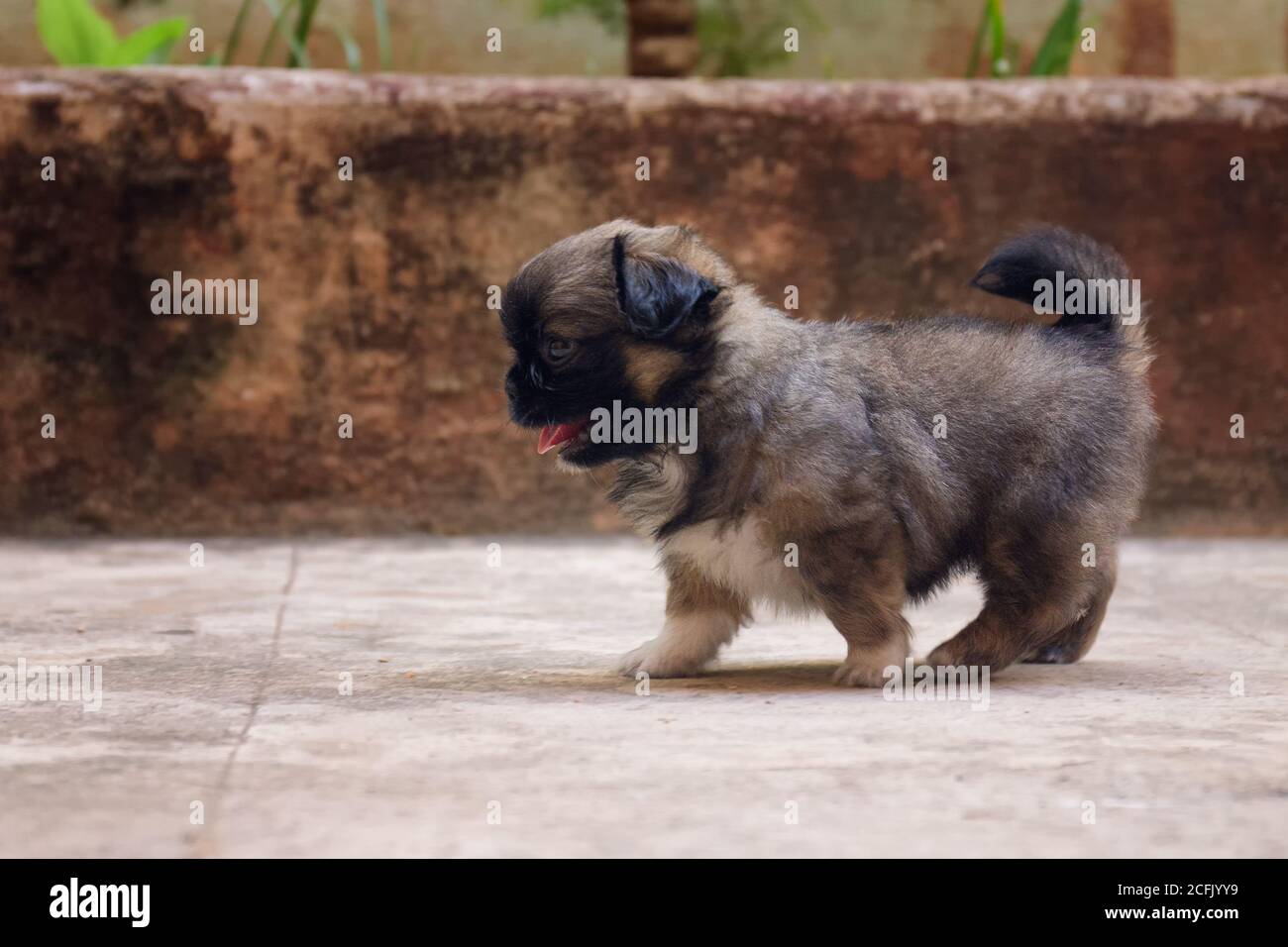 Primo piano di un bellissimo Griffon Bruxellois sotto la luce del sole Foto Stock