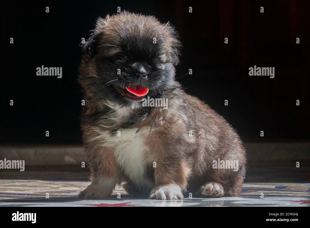 Primo piano di un bellissimo Griffon Bruxellois sotto la luce del sole Foto Stock