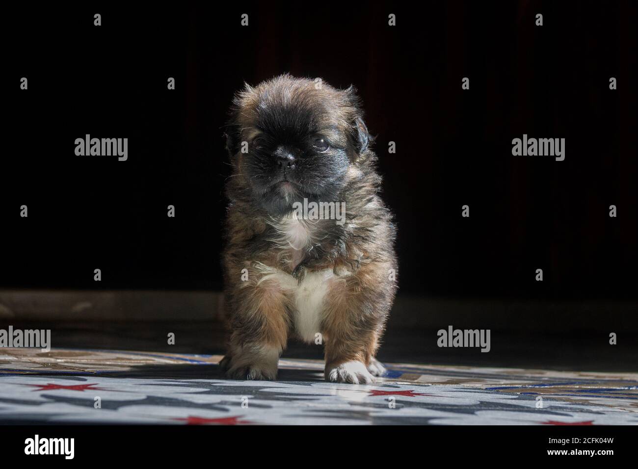 Primo piano di un bellissimo Griffon Bruxellois sotto la luce del sole Foto Stock