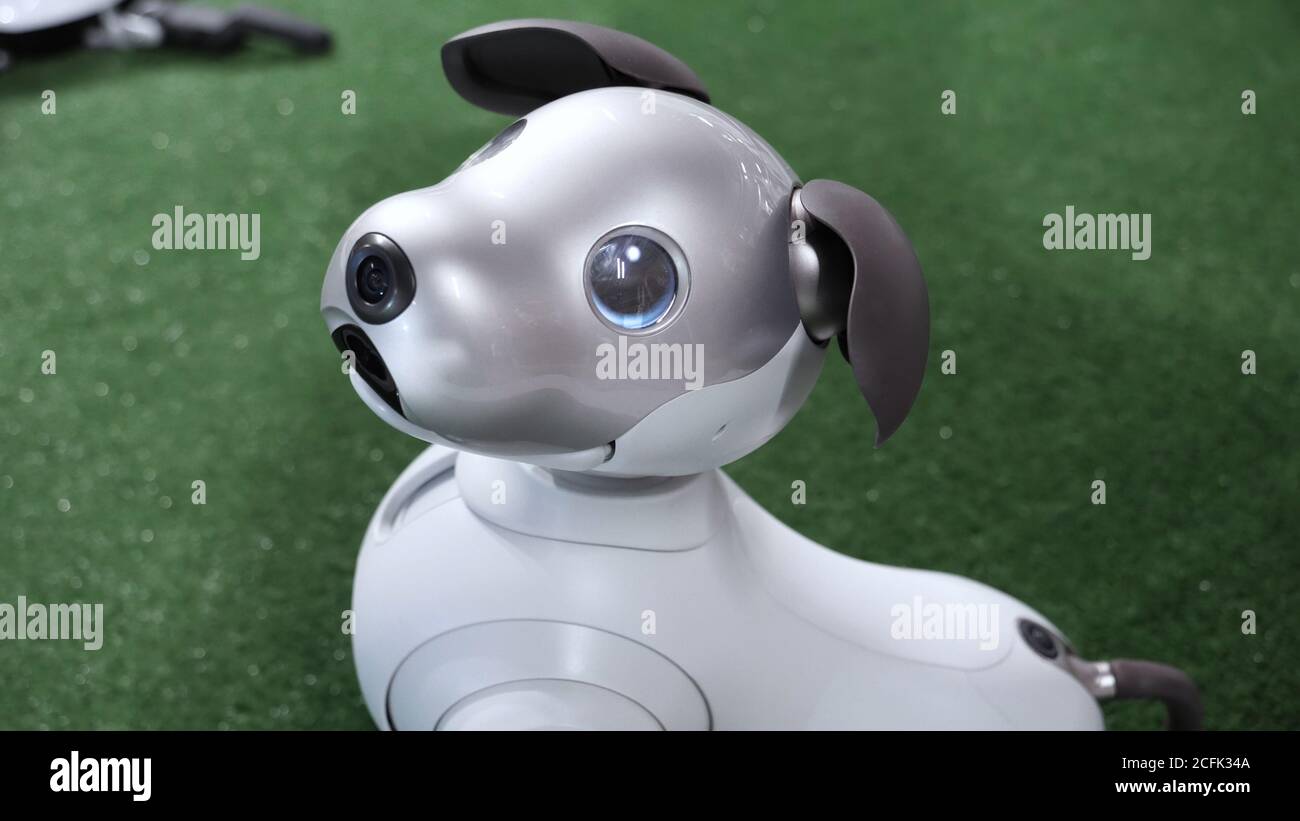 Carino cane robot giappone girando testa e guardando alla fotocamera. Foto Stock