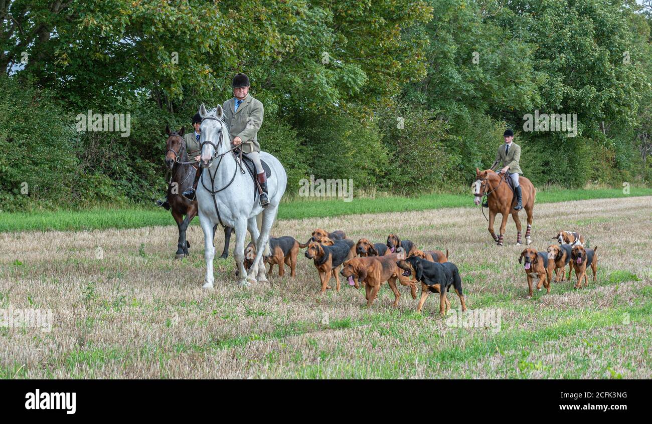 Temple Bruer, Lincolnshire, Regno Unito. 6 settembre 2020. L'autunno arriva quando i Cranwell Bloodhounds si incontrano per il loro primo esercizio hound montato della stagione. Il cacciatore, Frank Goddard, stava guidando il pacchetto di abbracci che attrasse i seguaci dei piedi e i cavalieri montati. Credit: Matt BLimit OBE/Alamy Live News Foto Stock