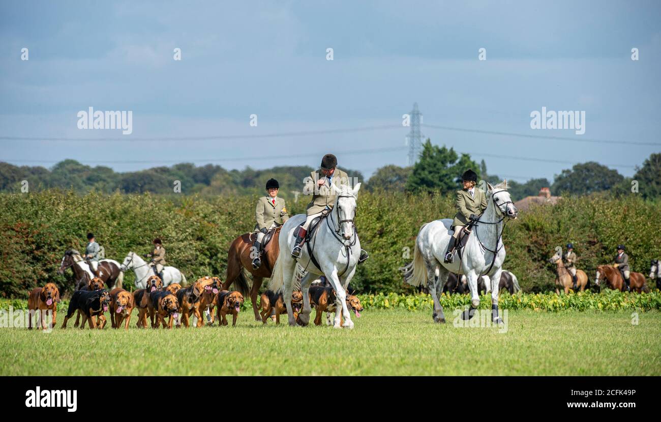 Temple Bruer, Lincolnshire, Regno Unito. 6 settembre 2020. L'autunno arriva quando i Cranwell Bloodhounds si incontrano per il loro primo esercizio hound montato della stagione. Il cacciatore, Frank Goddard, stava guidando il pacchetto di abbracci che attrasse i seguaci dei piedi e i cavalieri montati. Credit: Matt BLimit OBE/Alamy Live News Foto Stock