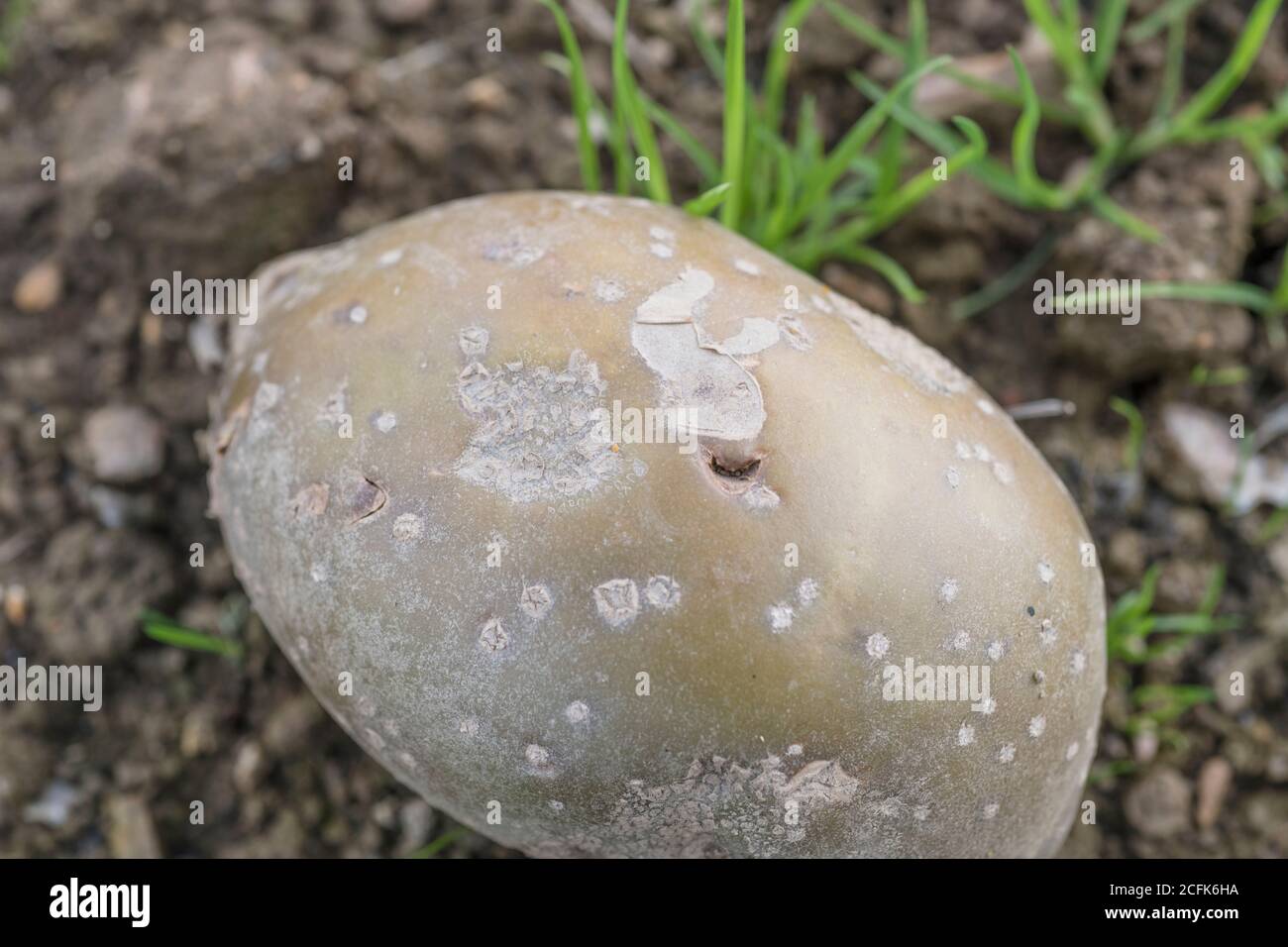 Danno di malattia / patata malata. Varie lesioni della pelle di patata e alcune malattie presenti. Foto Stock