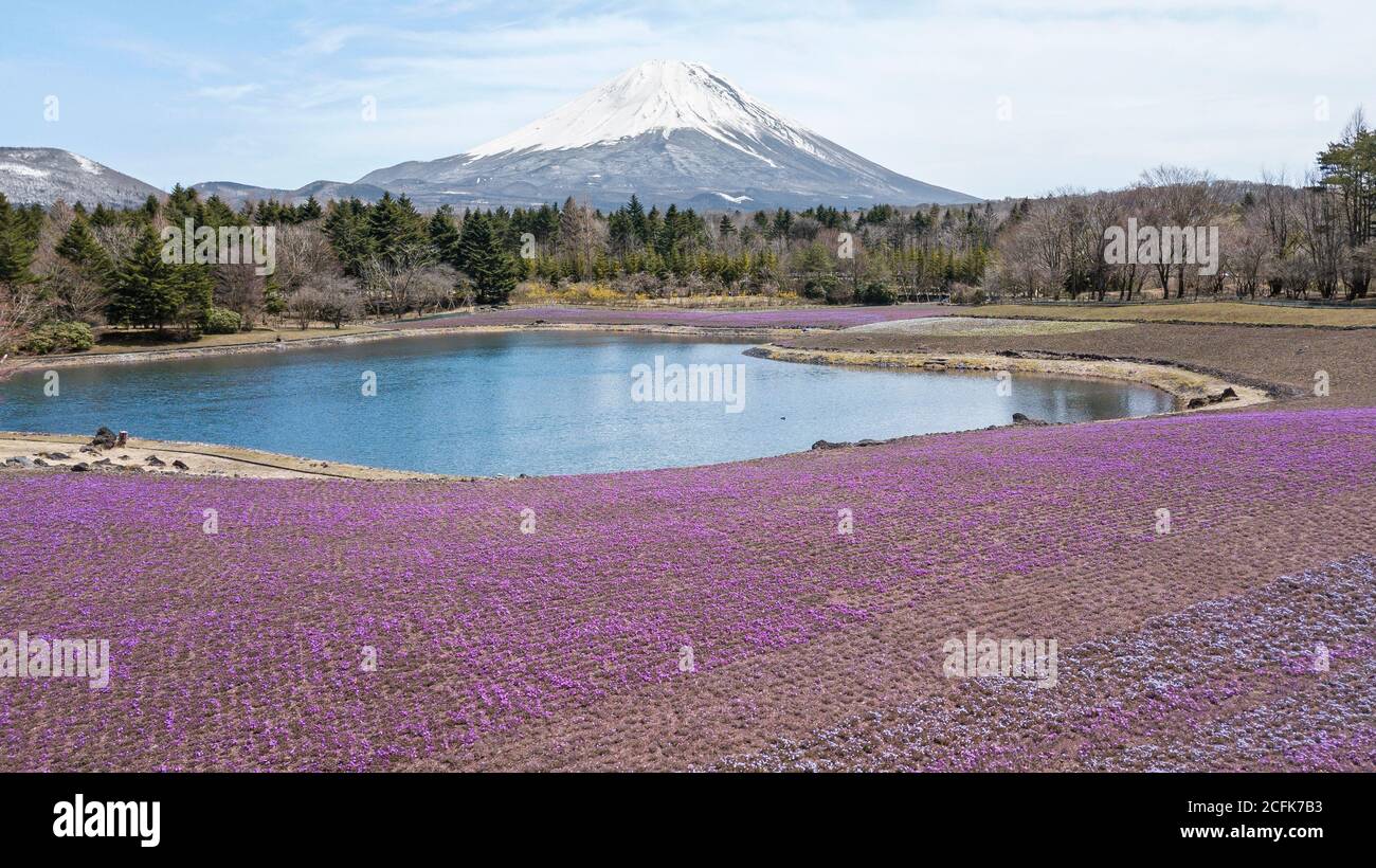 Monte Fuji dietro la flox di muschio fiorente al parco Shibazakura. Foto Stock
