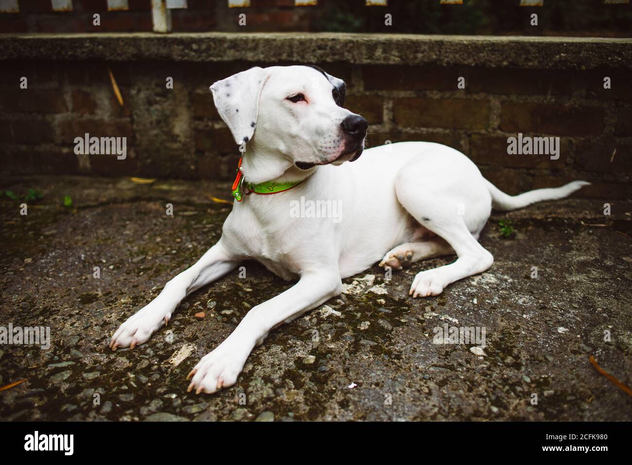 Carino americano Pit Bull Terrier giace su asfalto terreno vicino edificio in mattoni e vista lontano Foto Stock