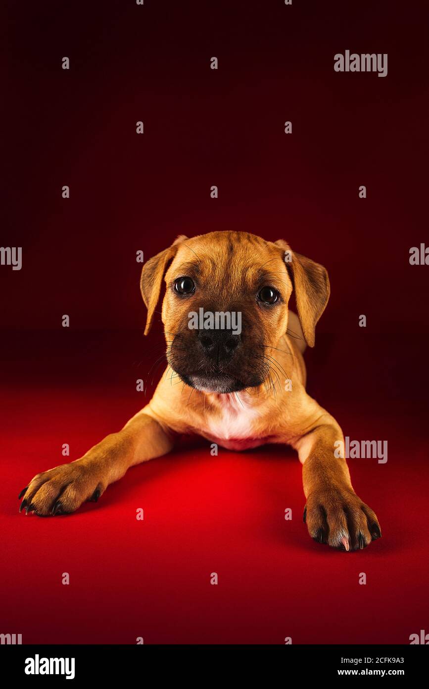 Carino cucciolo di American Pit Bull Terrier sdraiato sul pavimento in studio su sfondo rosso Foto Stock