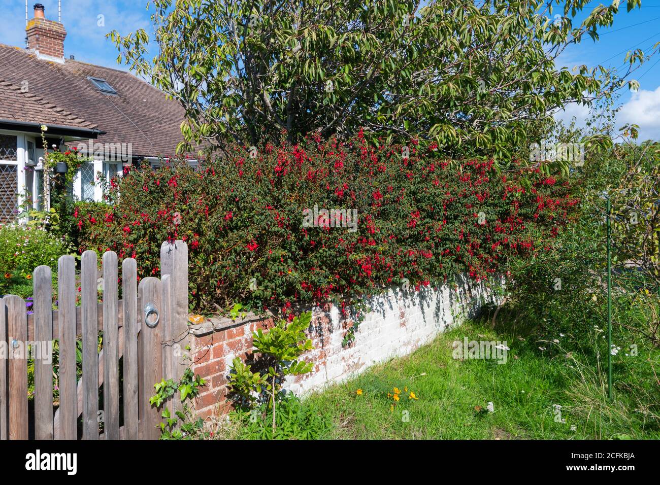 Arbusto di Fuchsia fiorito a fine estate / inizio autunno (settembre) su una recinzione al di fuori di una casa in Inghilterra, Regno Unito. Foto Stock