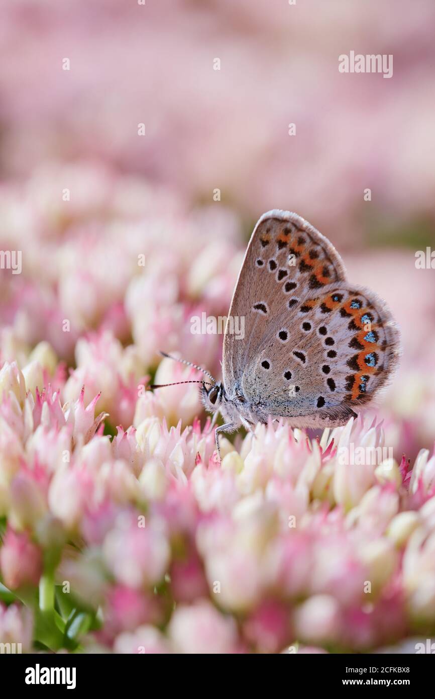 Idas farfalla blu (Plebejus idas) siede su fiori rosa in estate Foto Stock
