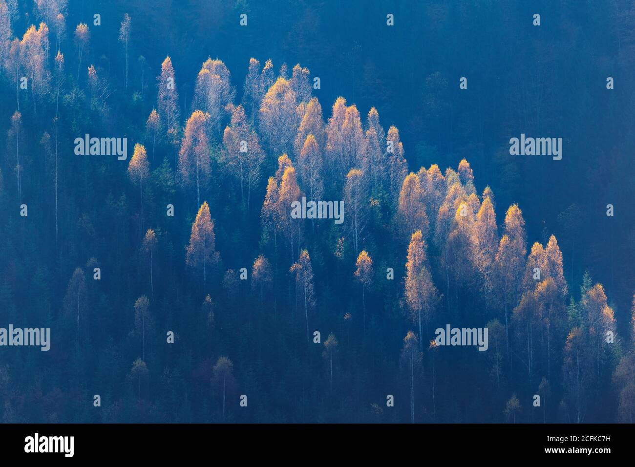 Faggi colorati in autunno nella foresta di montagna illuminata con fascio di sole Foto Stock
