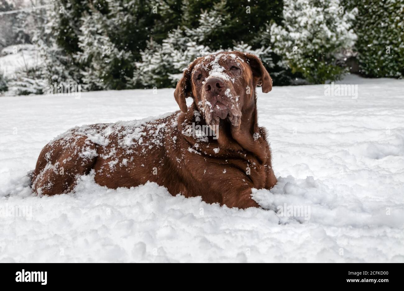 Old Chocolate Labrador Retriever cane sdraiato nella neve sotto la nevicata. Foto Stock