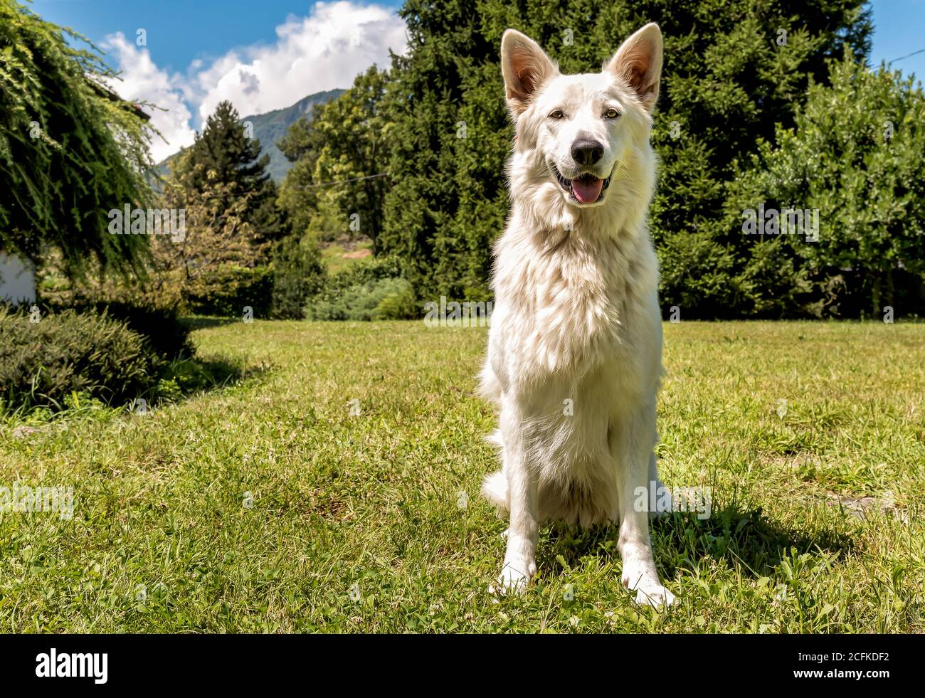 Bianco cane Pastore svizzero seduto sull'erba. Foto Stock