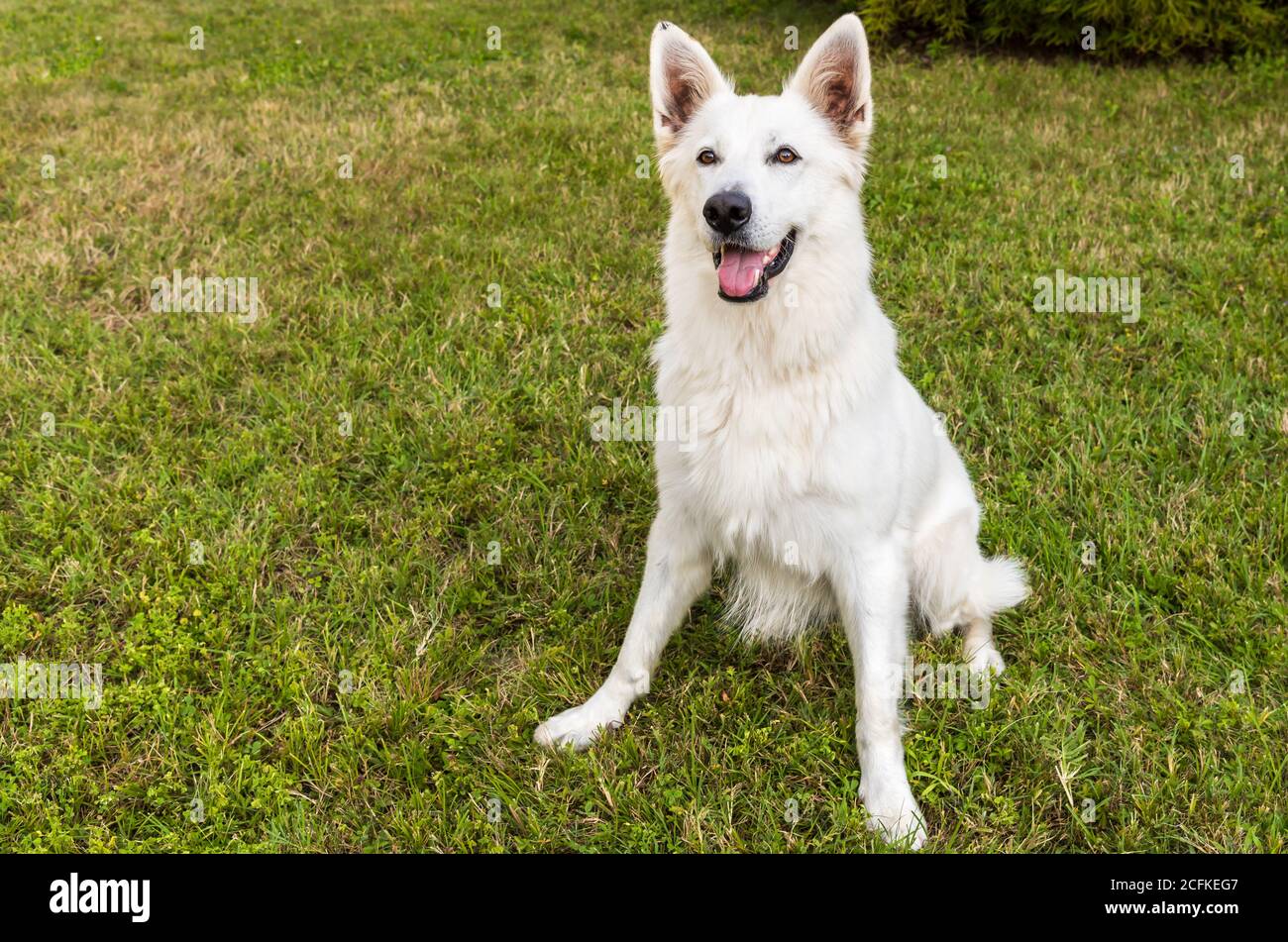 White Swiss Shepherd cane all'aperto seduto sull'erba. Foto Stock