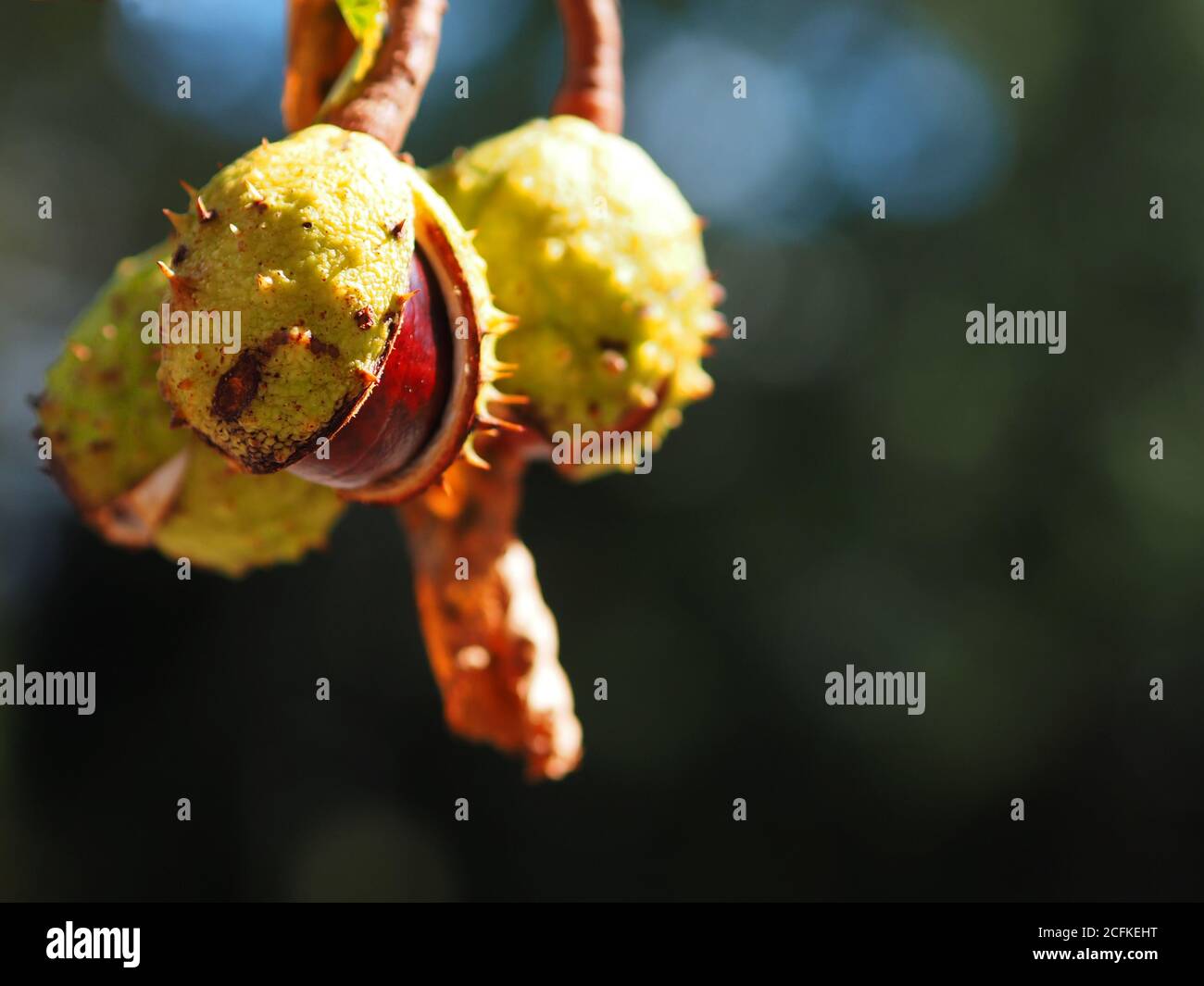 I Conkers maturano e si separano dalle loro capsule all'inizio dell'autunno, spazio britannico per la copia Foto Stock