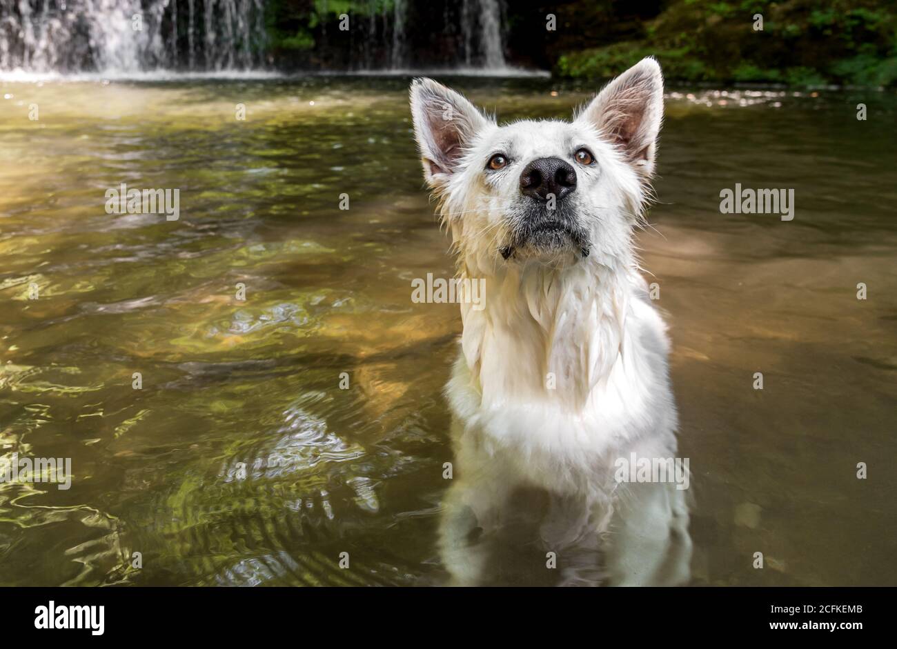 Wet White cane Pastore svizzero dopo il bagno nel lago. Foto Stock